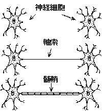 脳神経細胞の変化