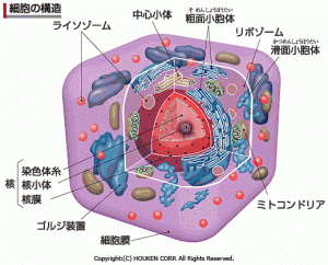 cell