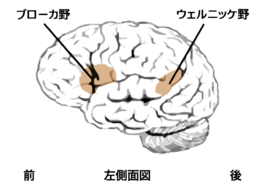 左脳の言語野