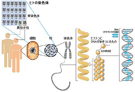 人の染色体